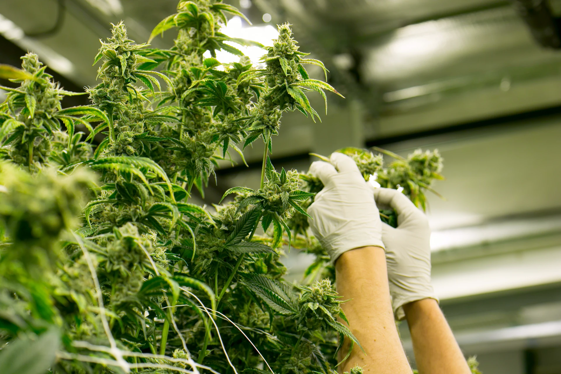 DELTA 9 Consultora - Asesoramiento Legal Cannabis